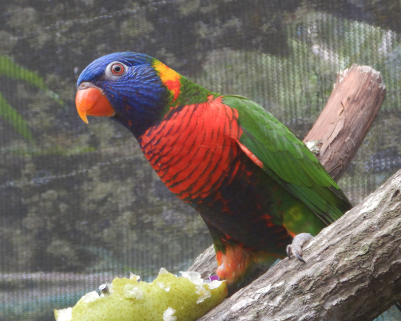 Coconut Lorikeet