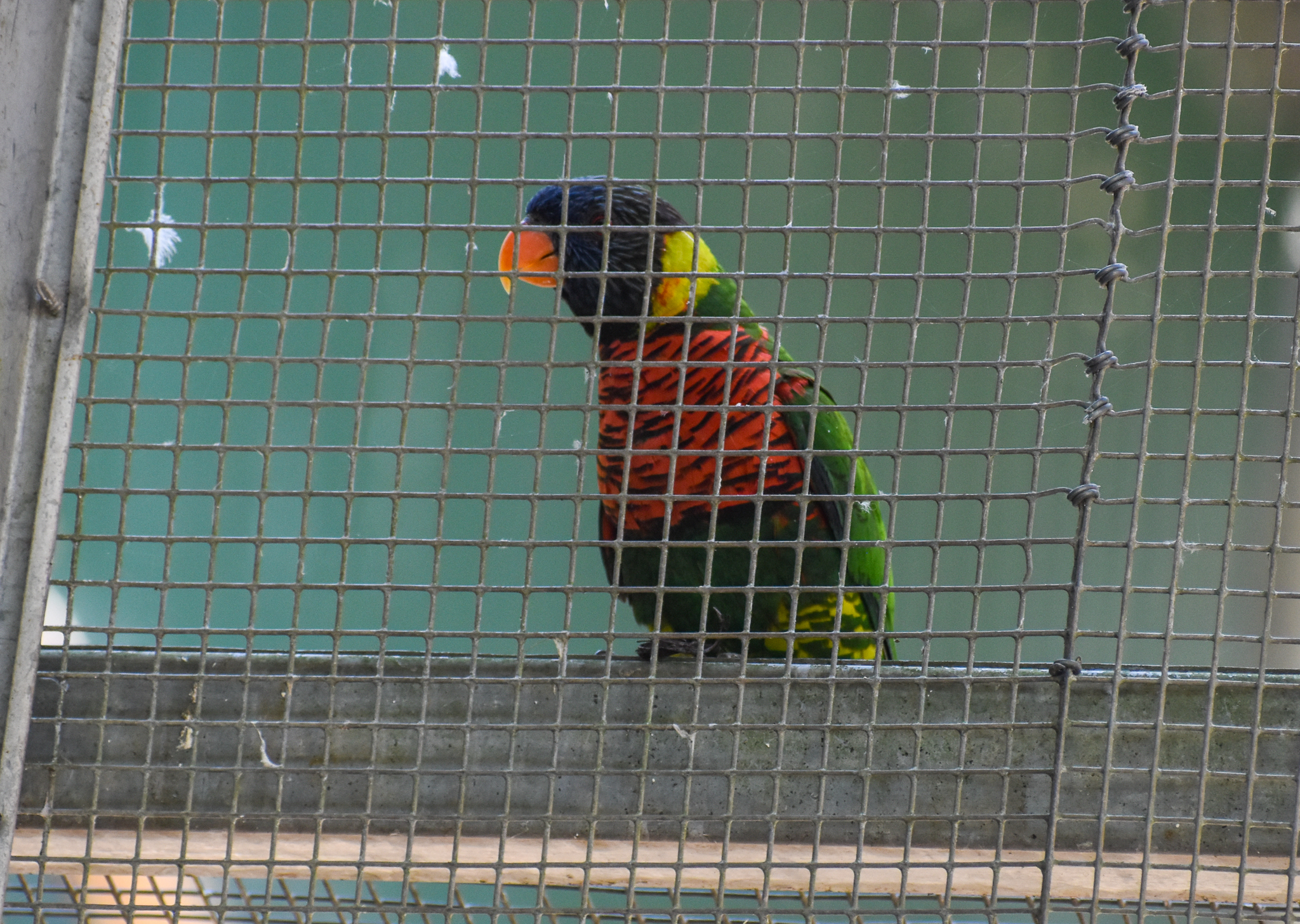 Coconut Lorikeet