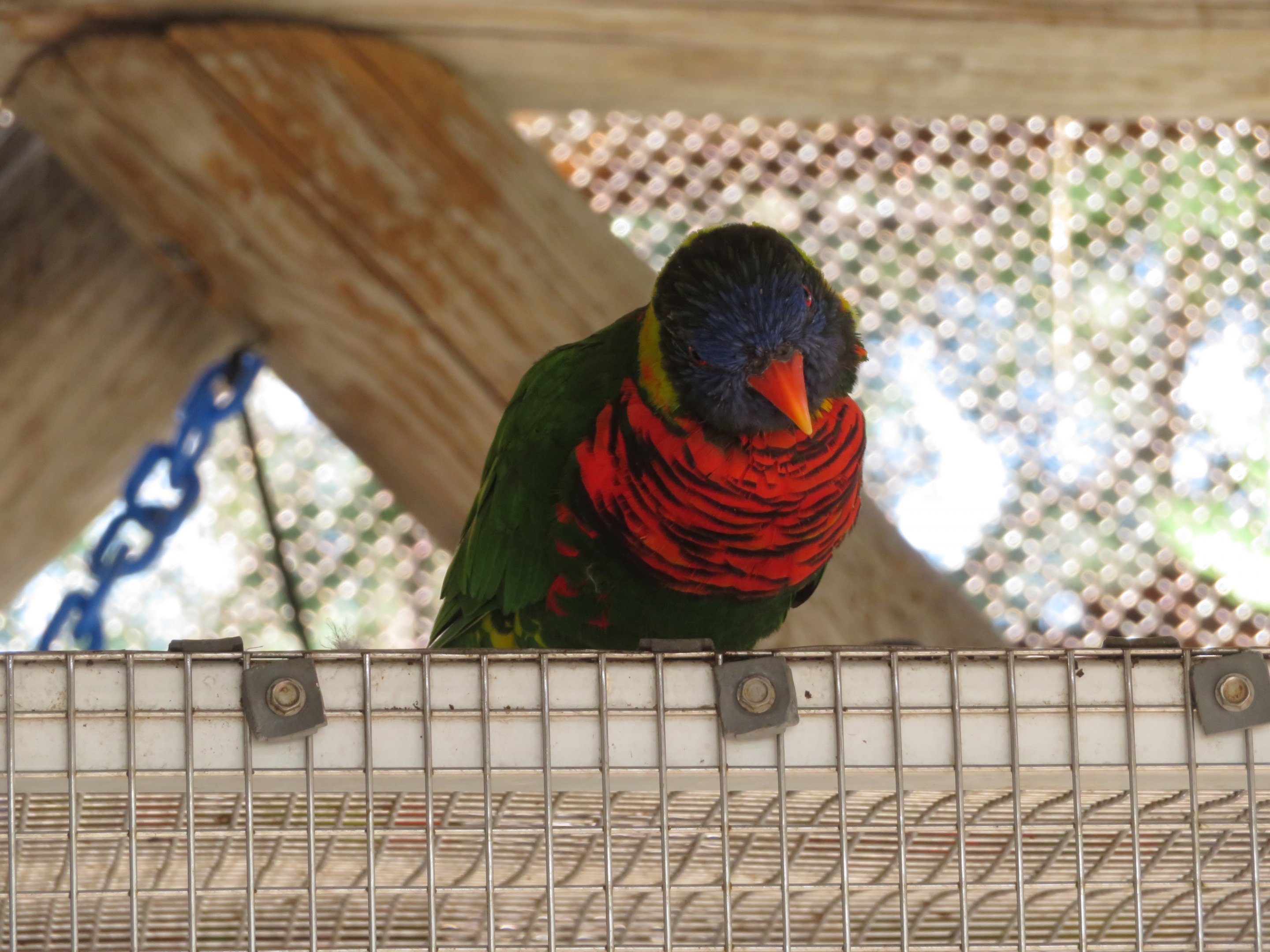Coconut Lorikeet