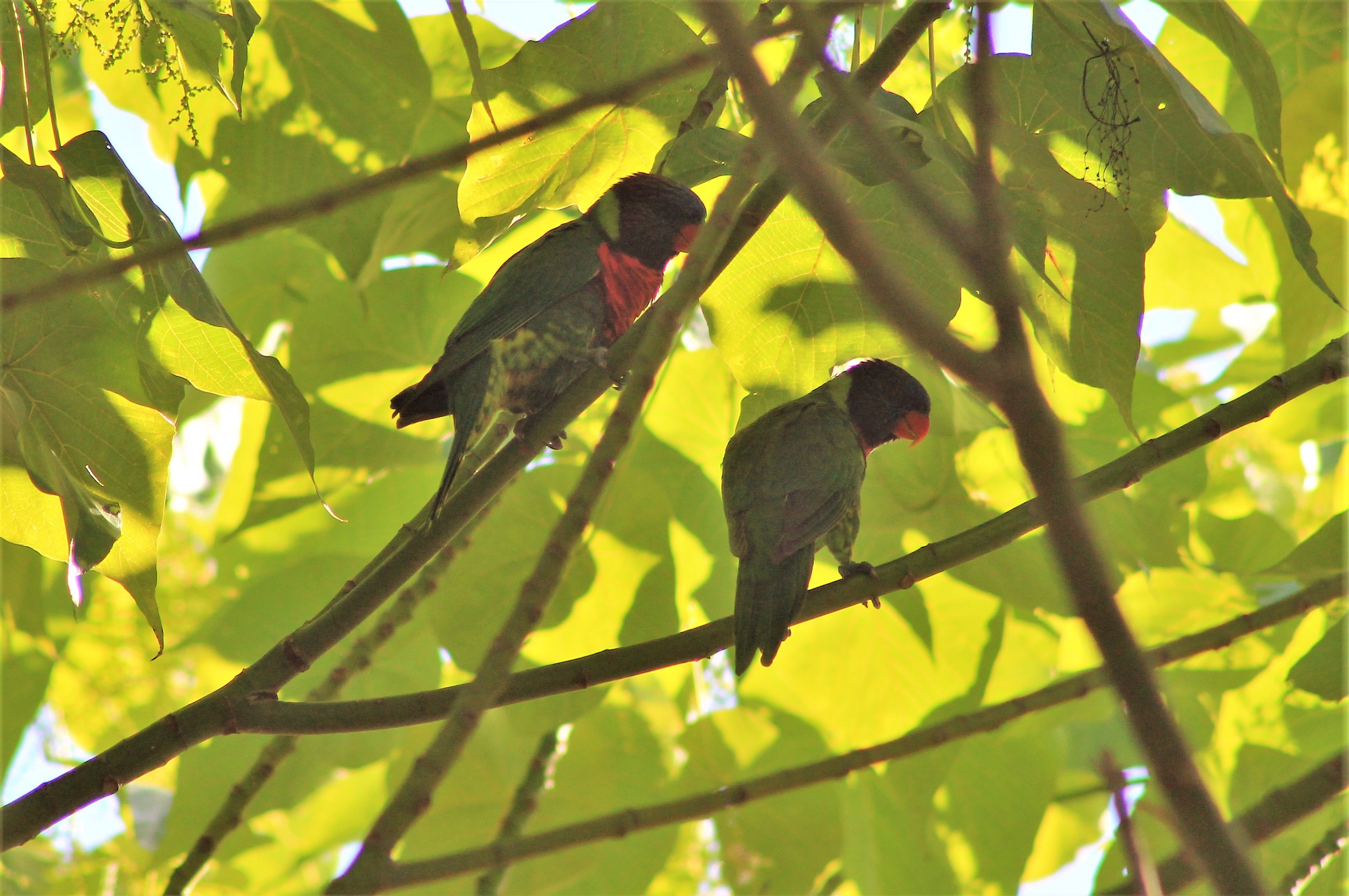 Coconut Lorikeets (Trichoglossus haematodus massena)