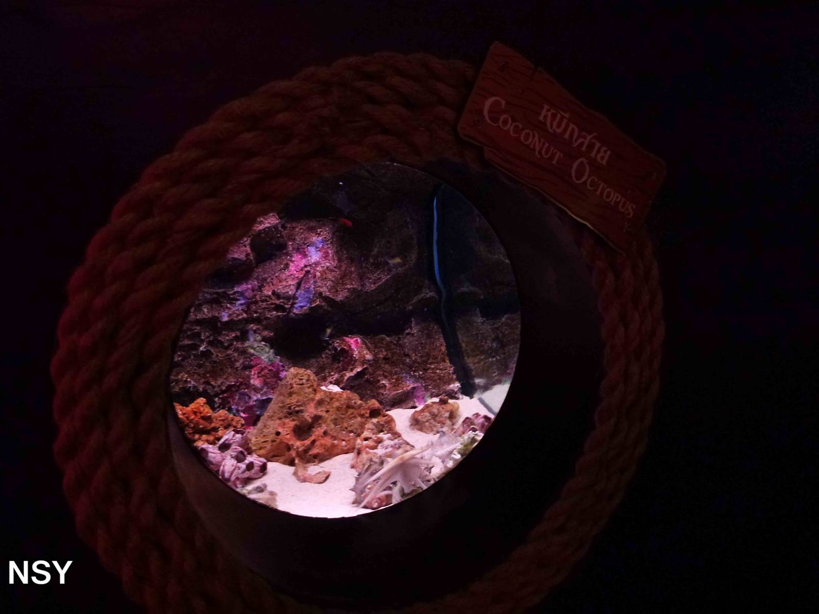 Coconut octopus tank, June 2013.