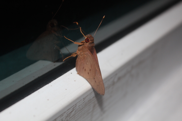 Coconut skipper (Hidari irava)