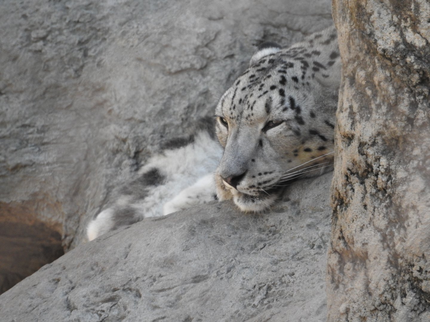Coconut the Snow Leopard