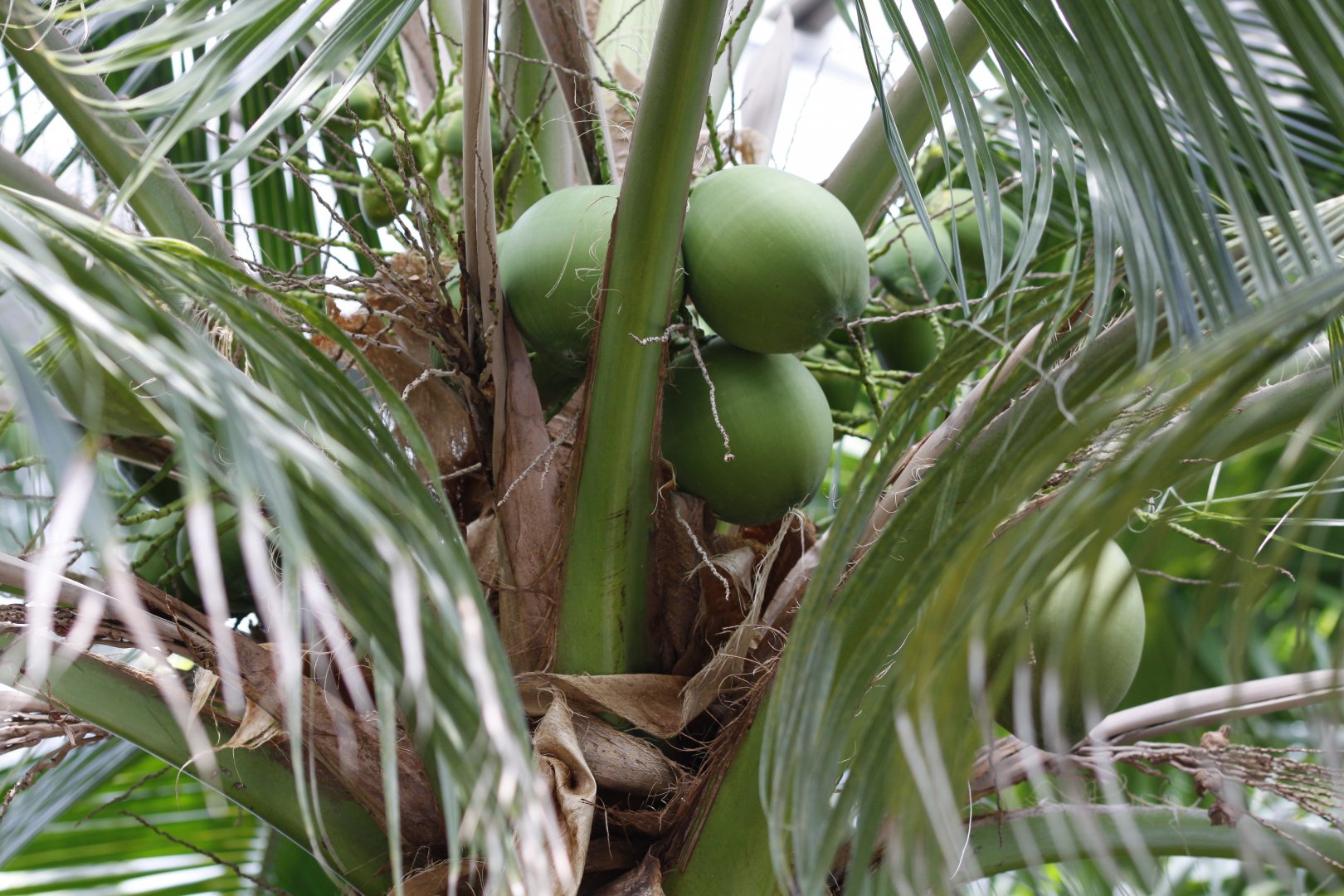 Coconuts!