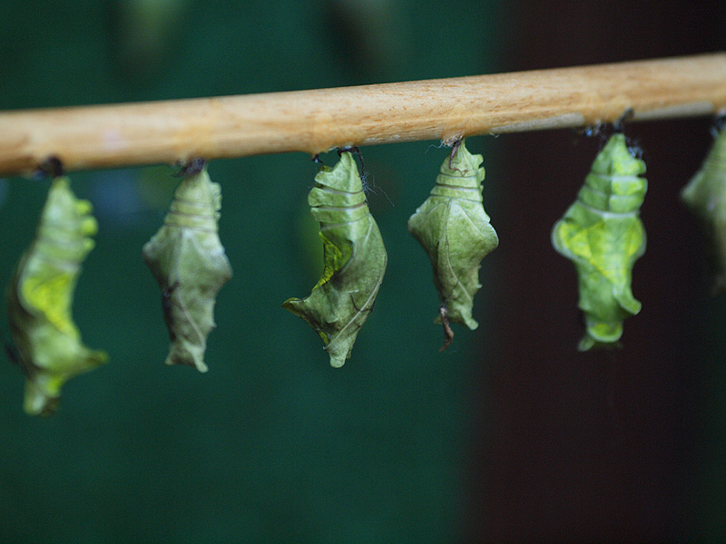 Cocoons - Butterfly Park