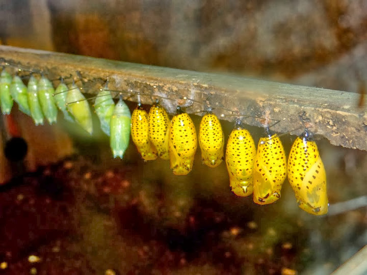 Cocoons of butterflies