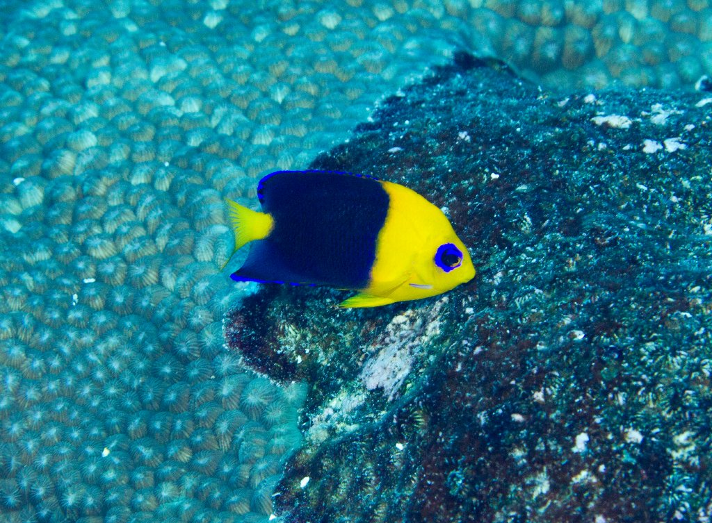 Cocos Angelfish
