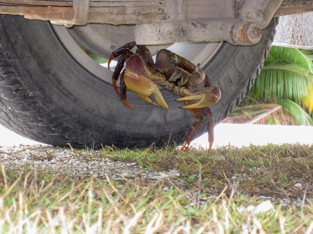 Cocos Land Crab