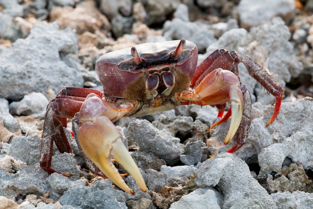 Cocos Purple Land Crab