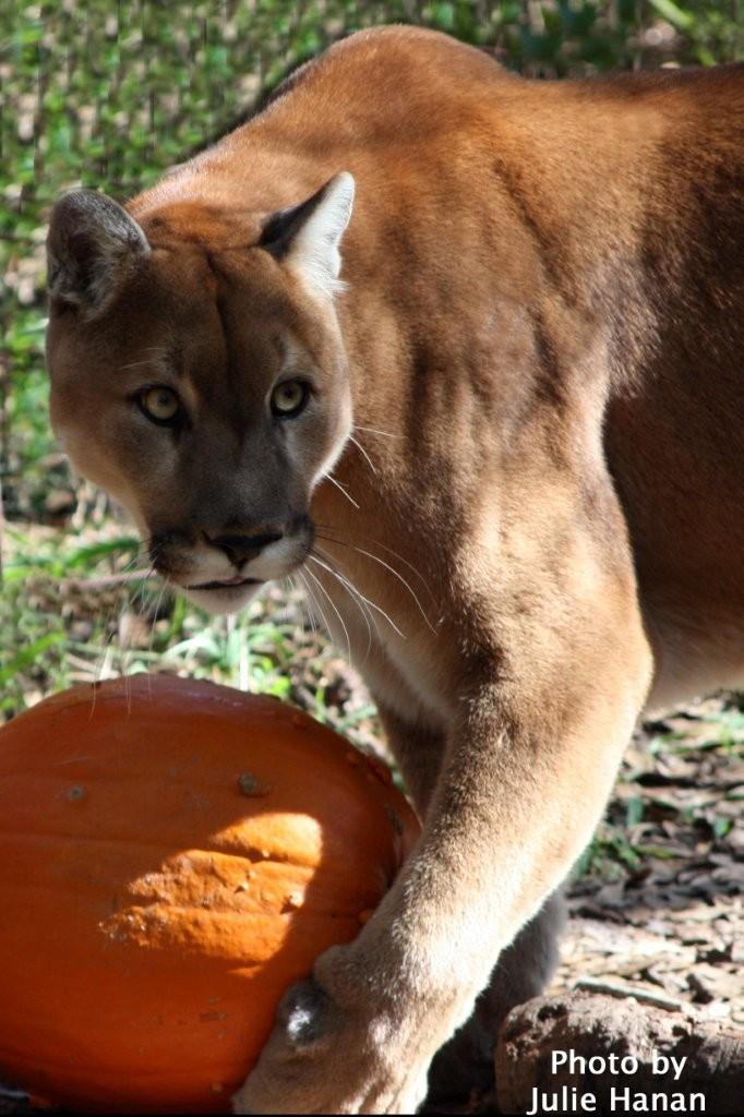 Cody - Cougar
