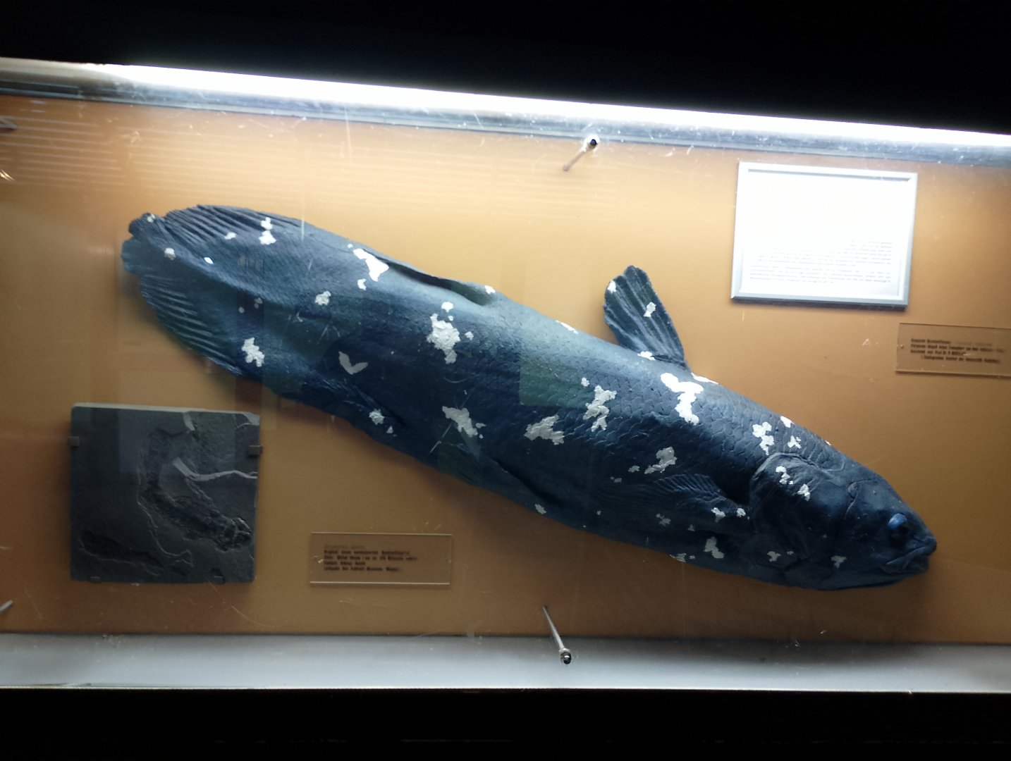 Coelacanth and Gyroptychius