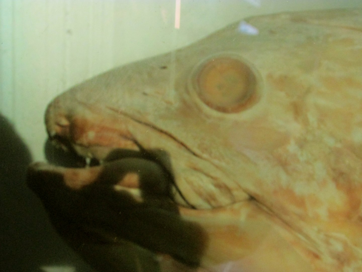 Coelacanth Closeup