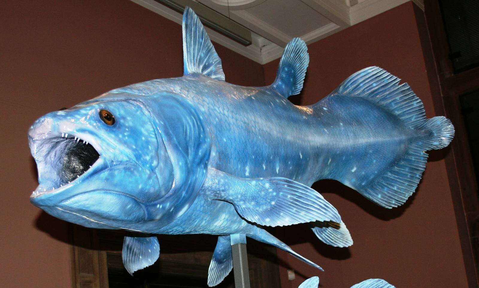 Coelacanth; Kelvingrove Museum, Glasgow; May 2009