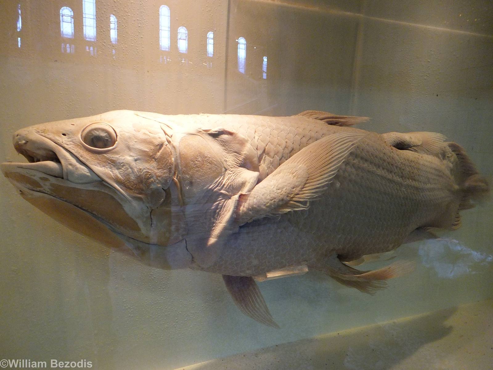 Coelacanth (Latimeria chalumnae) - NHM London
