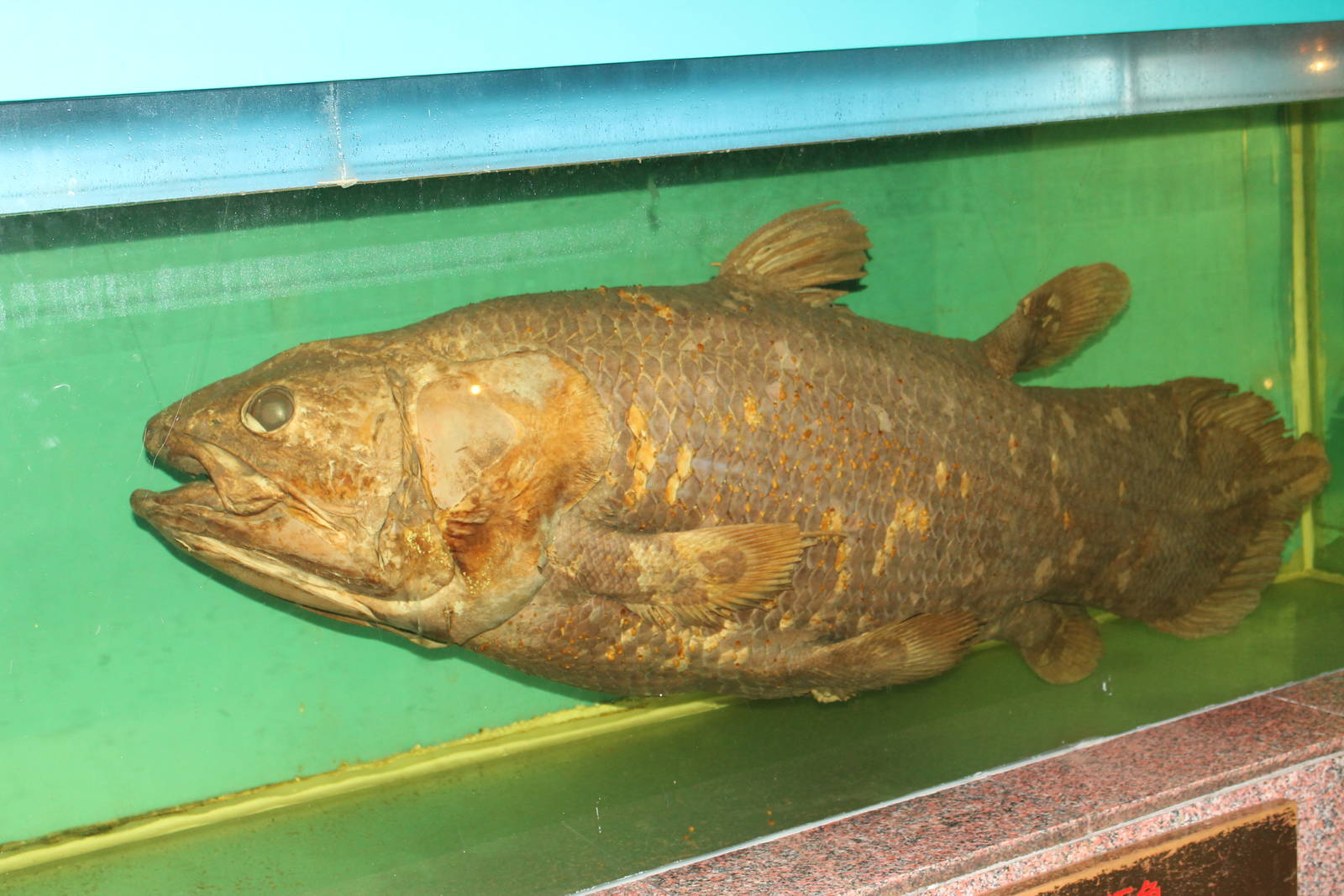 Coelacanth (Latimeria chalumnae)