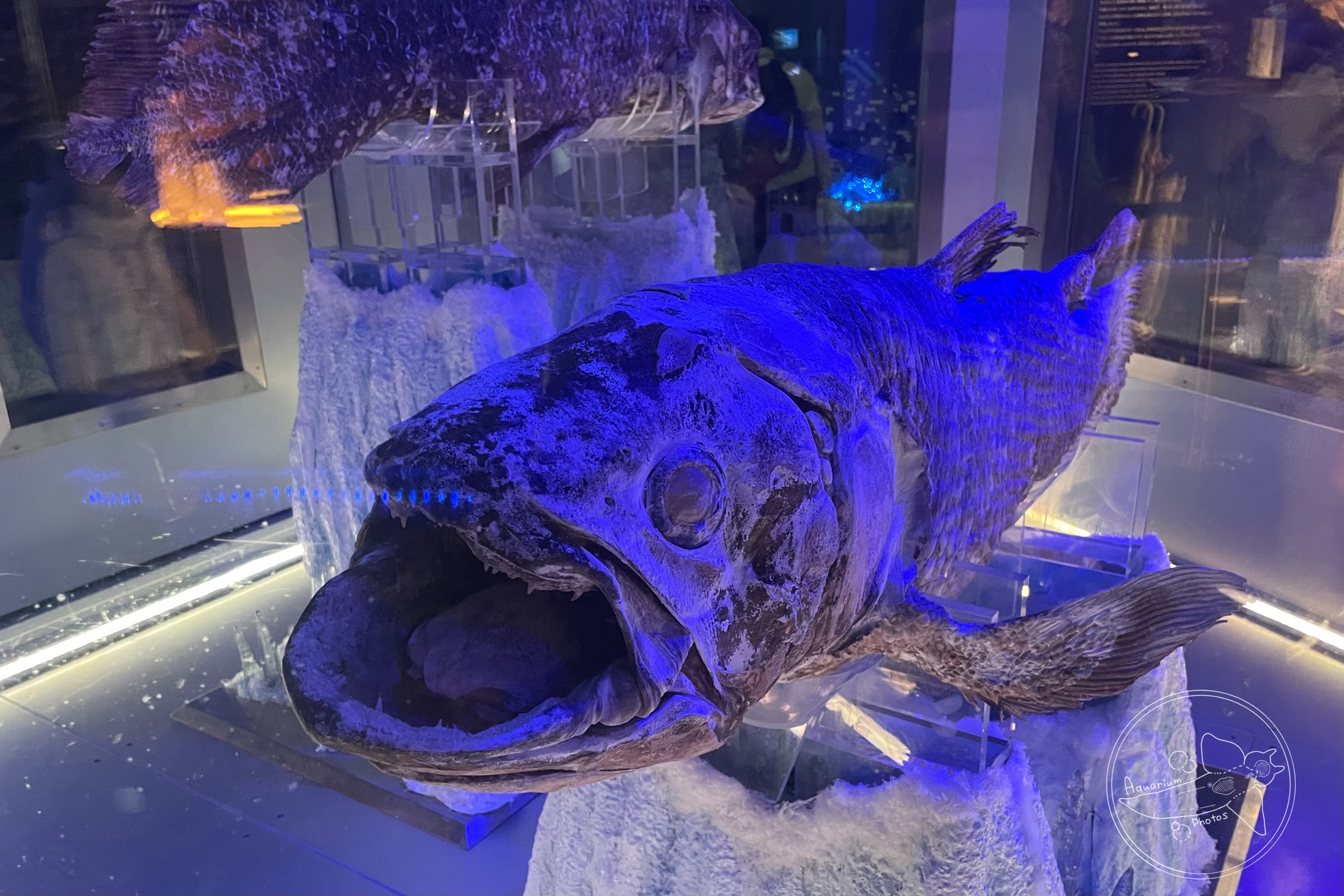 Coelacanth (Latimeria chalumnae)