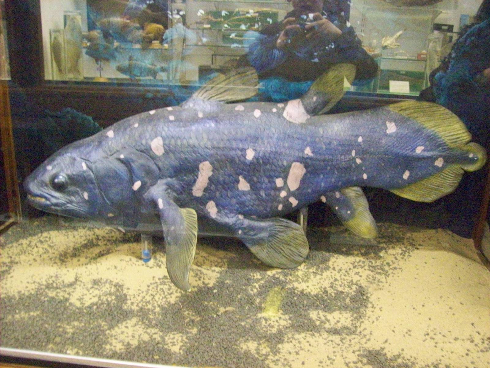Coelacanth model (Aberdeen zoology museum)