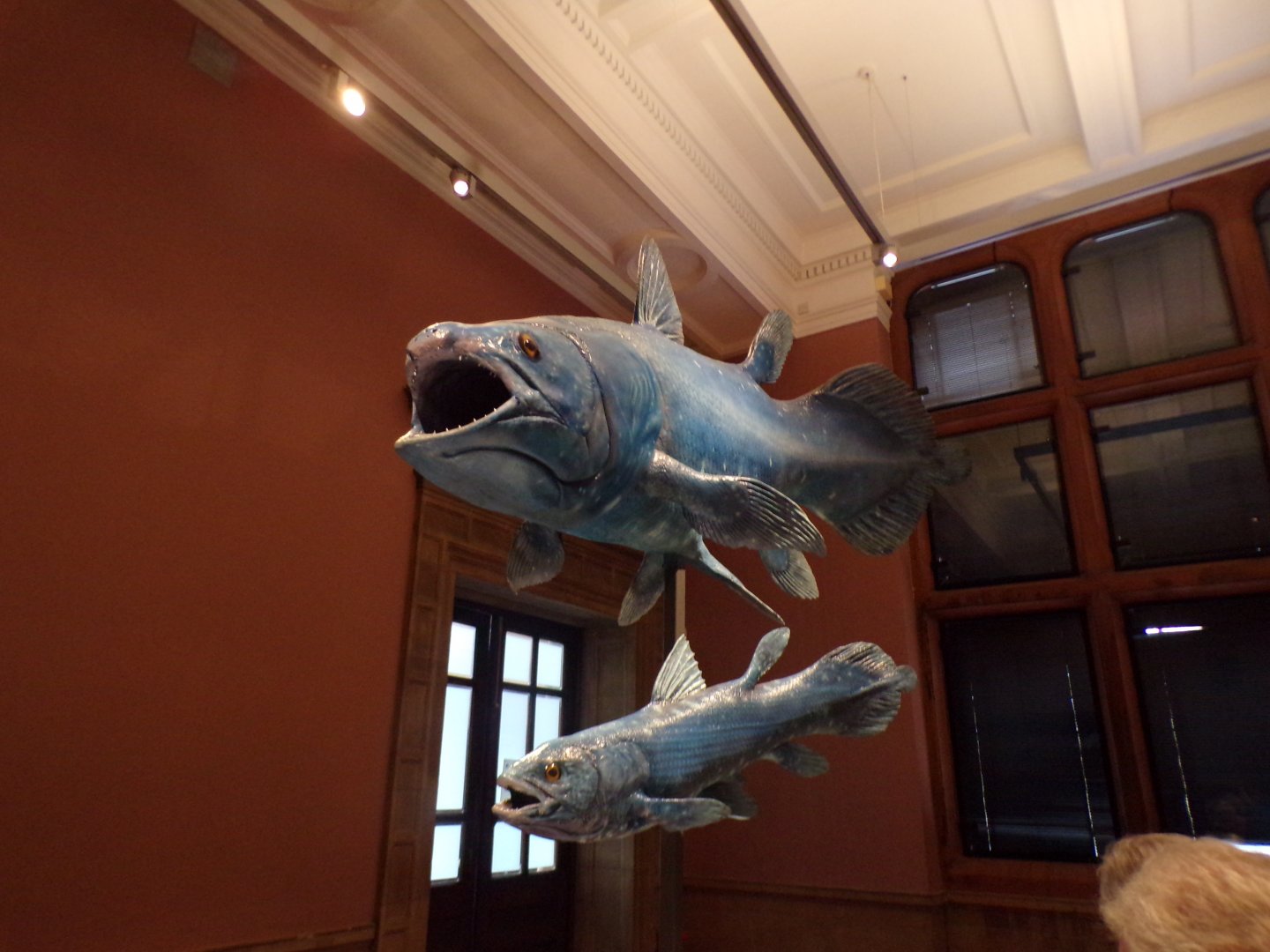Coelacanth models  (taken in Kelvingrove museum) 12.2.24