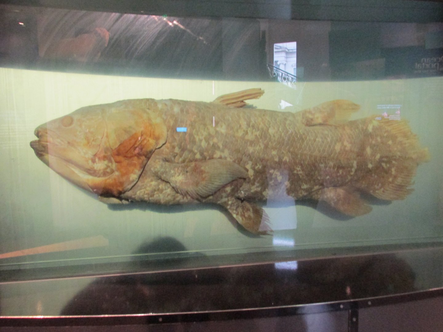 coelacanth preserved specimen not a model