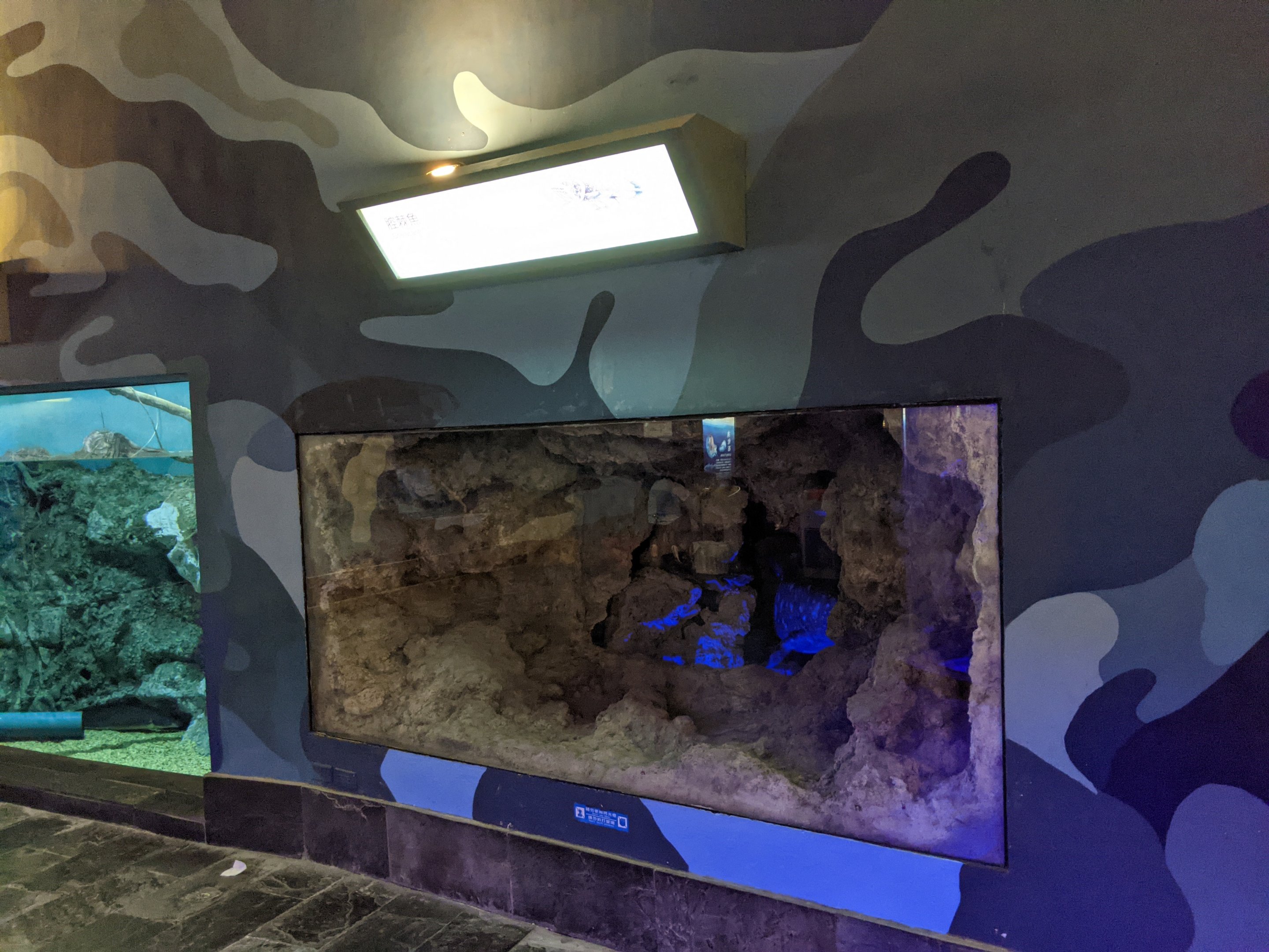 Coelacanth tank