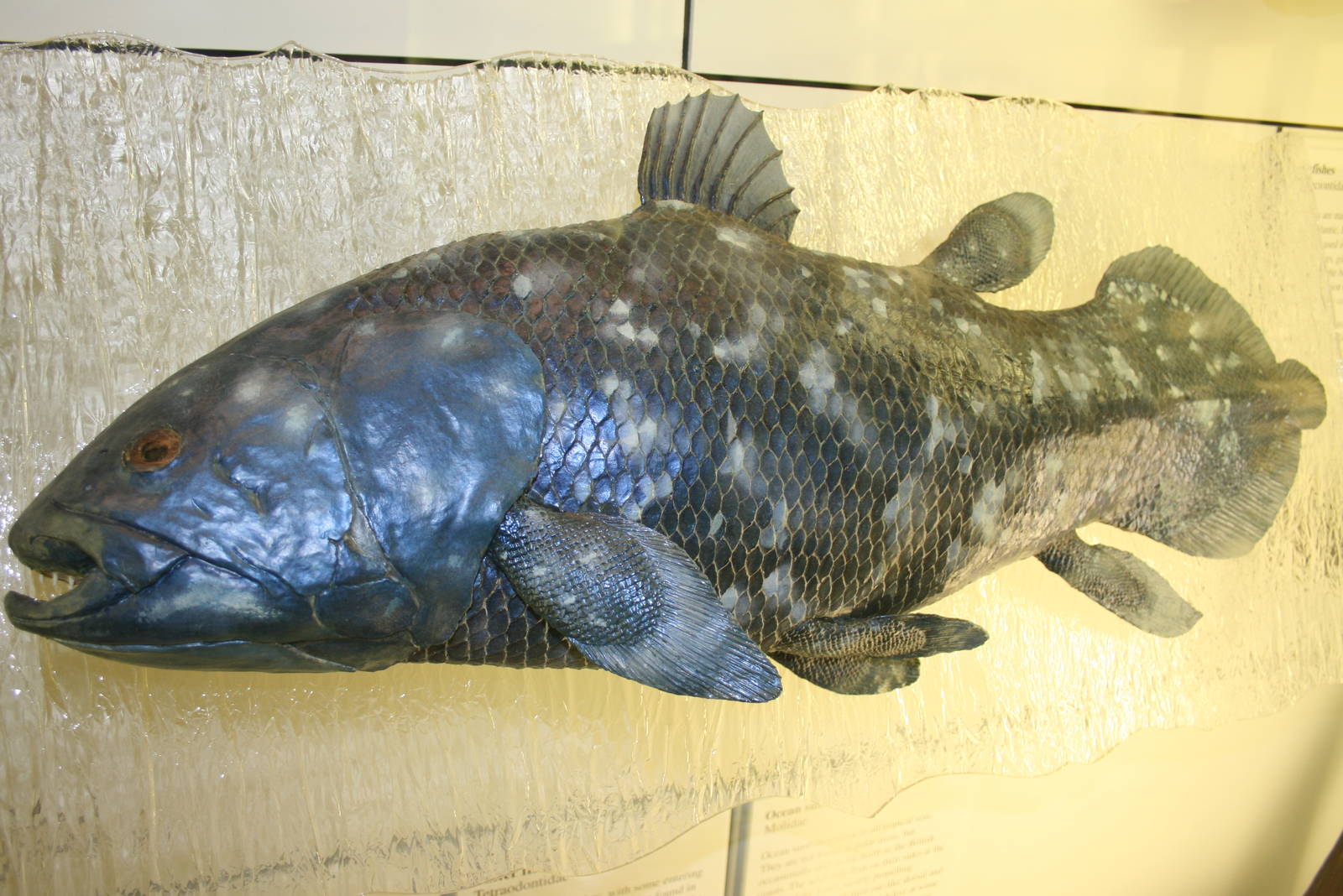 Coelacanth; Tring Zoological Museum; 30th December 2010