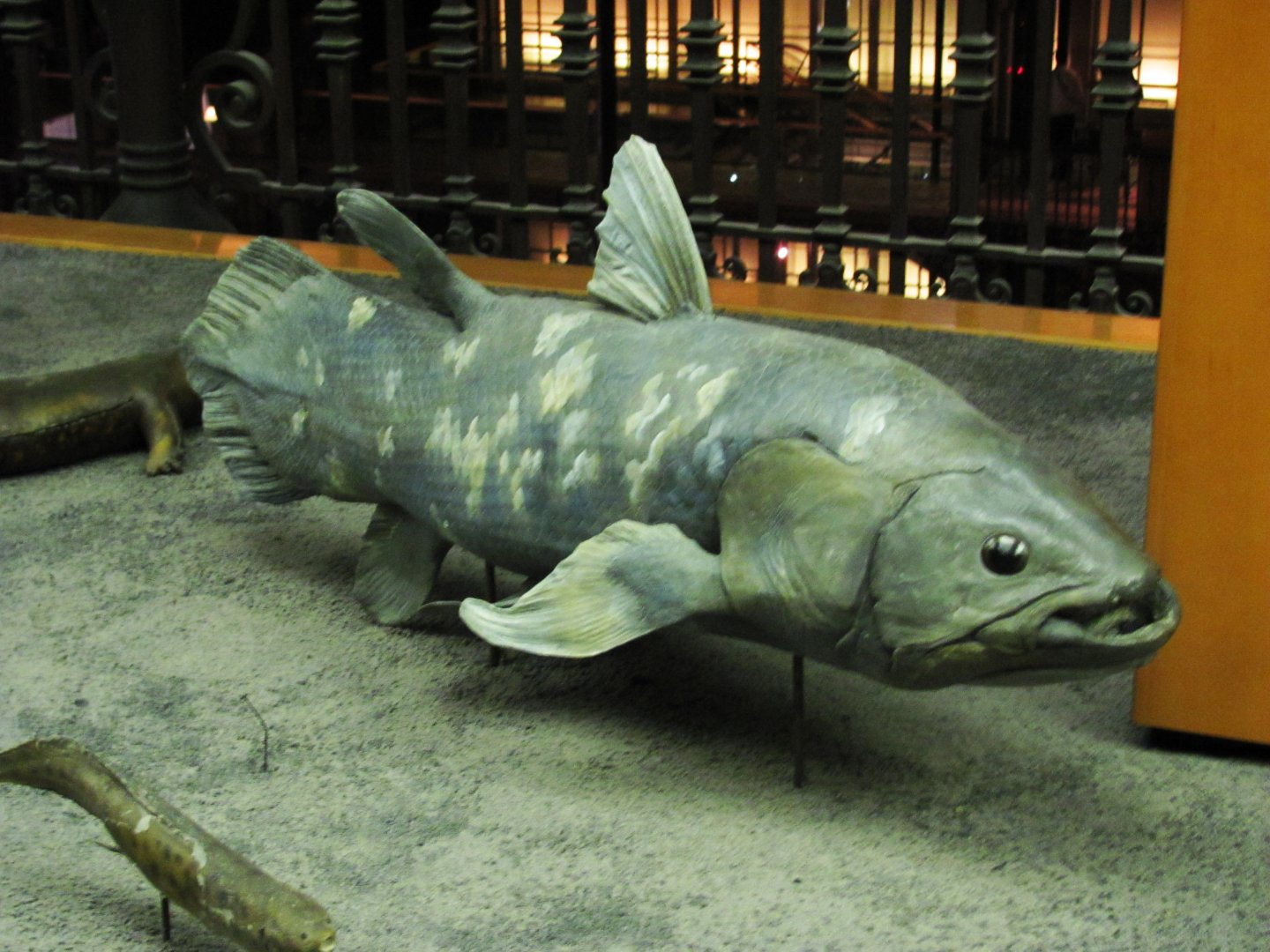 Coelacanth