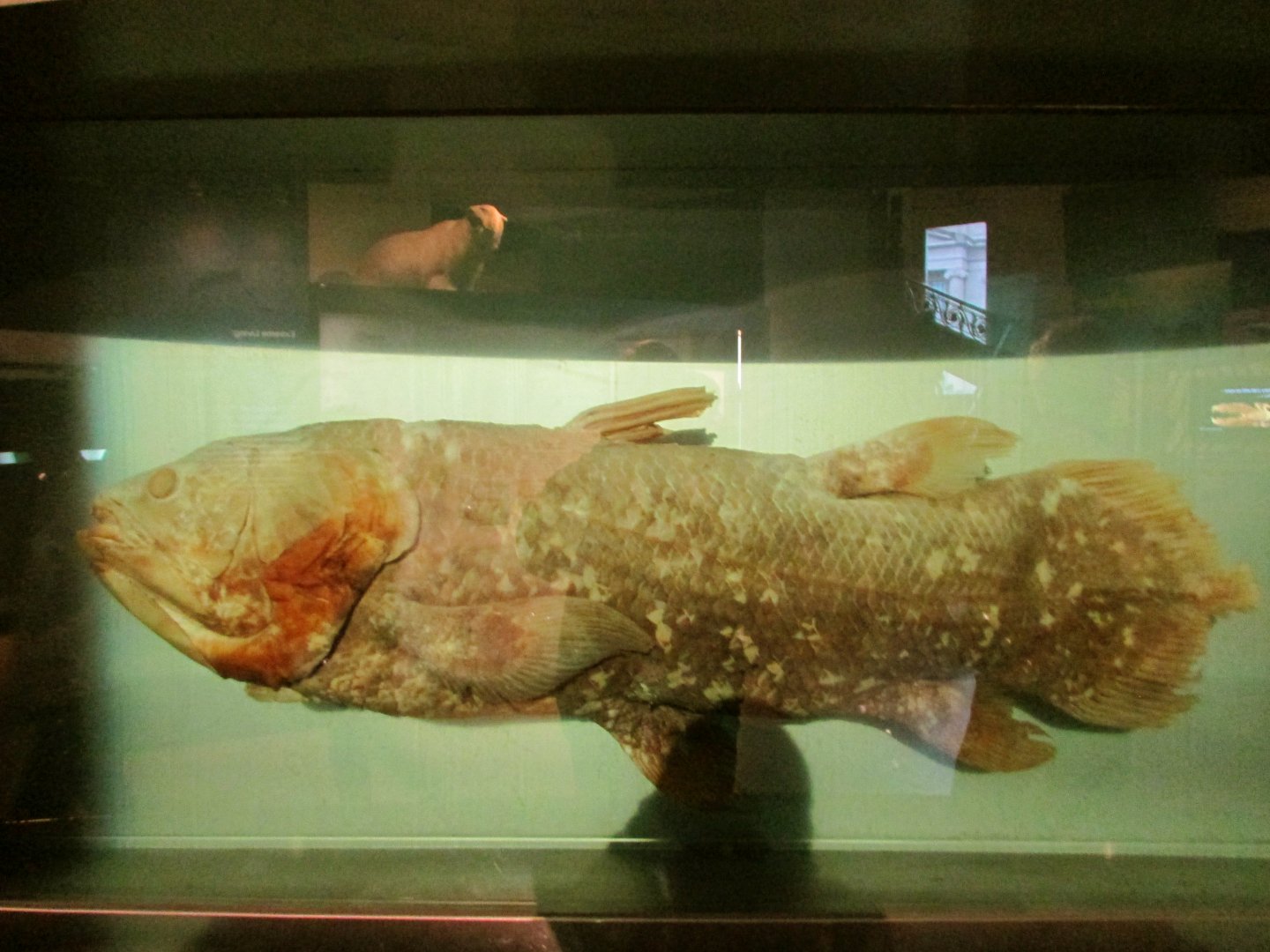 Coelacanth