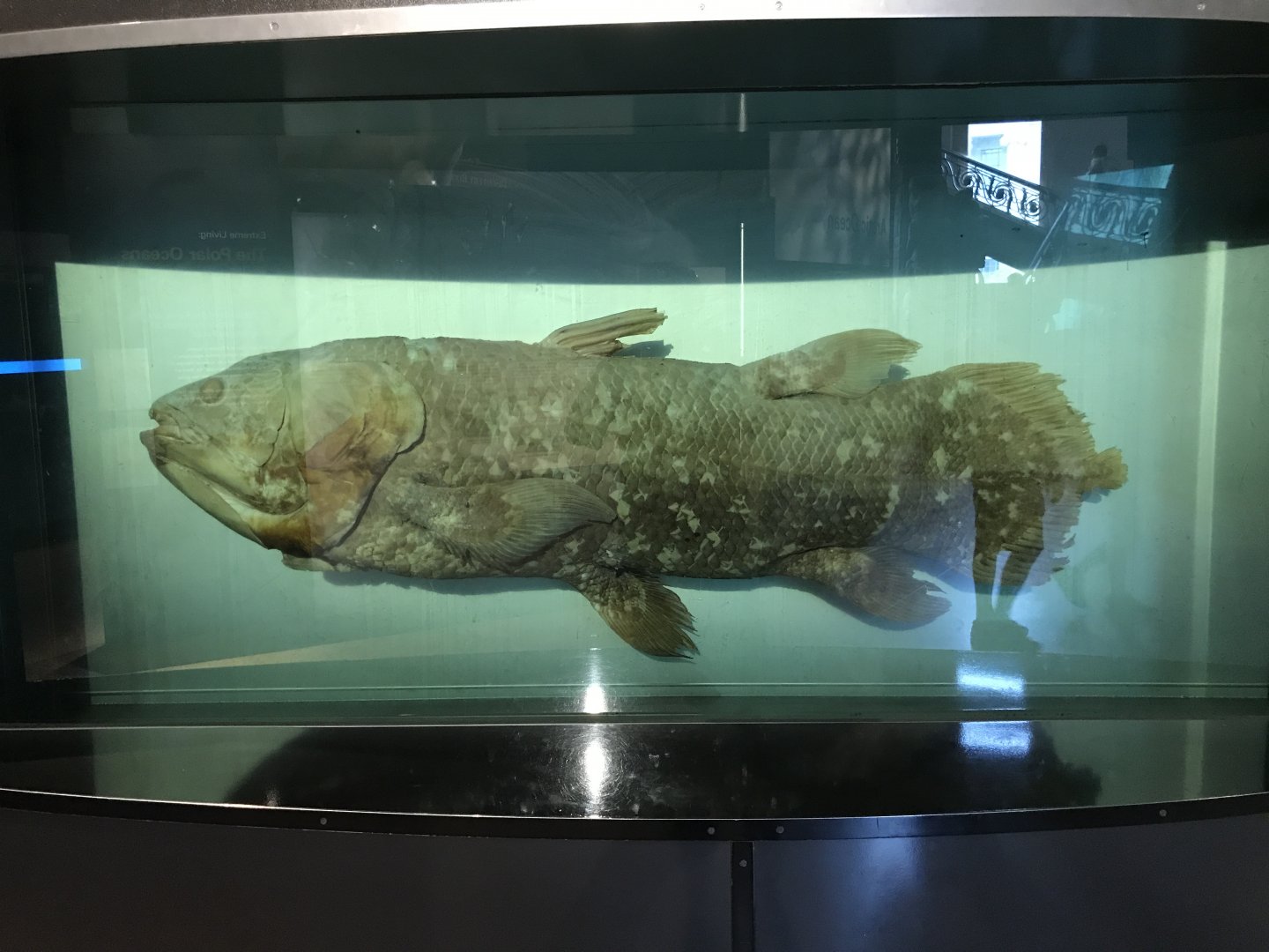 Coelacanth