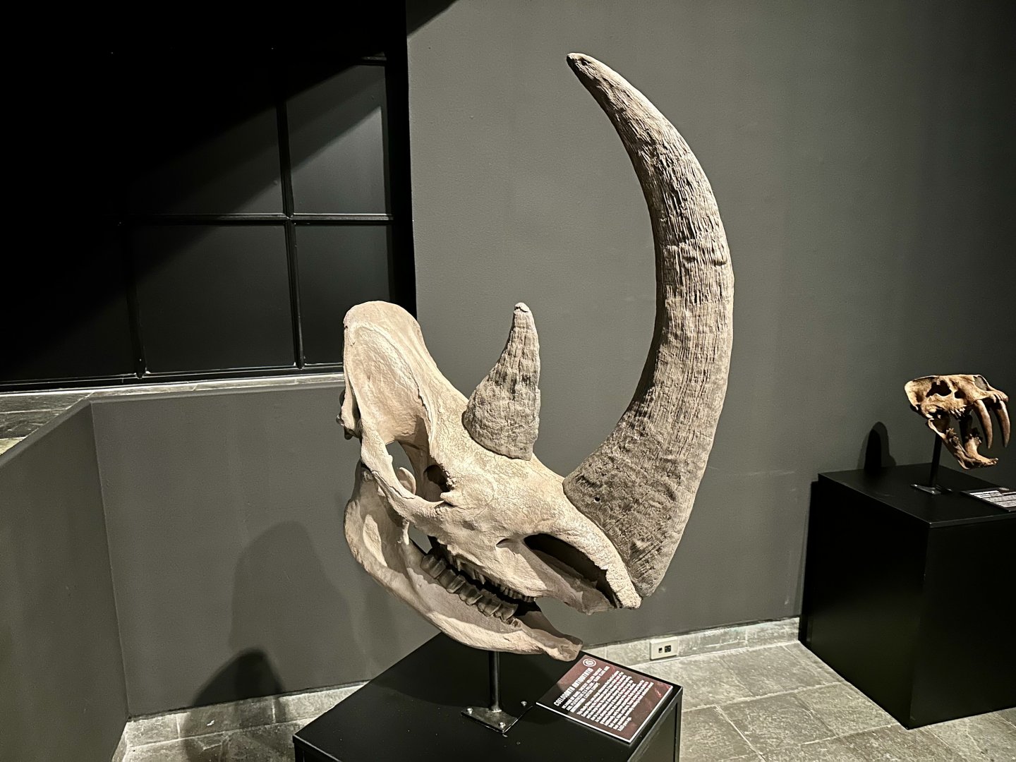 Coelodonta antiquitatis (skull)