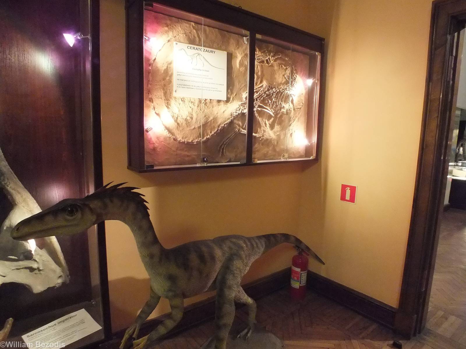 Coelophysis bauri Display (fossils in case at the back) - Warsaw Museum of