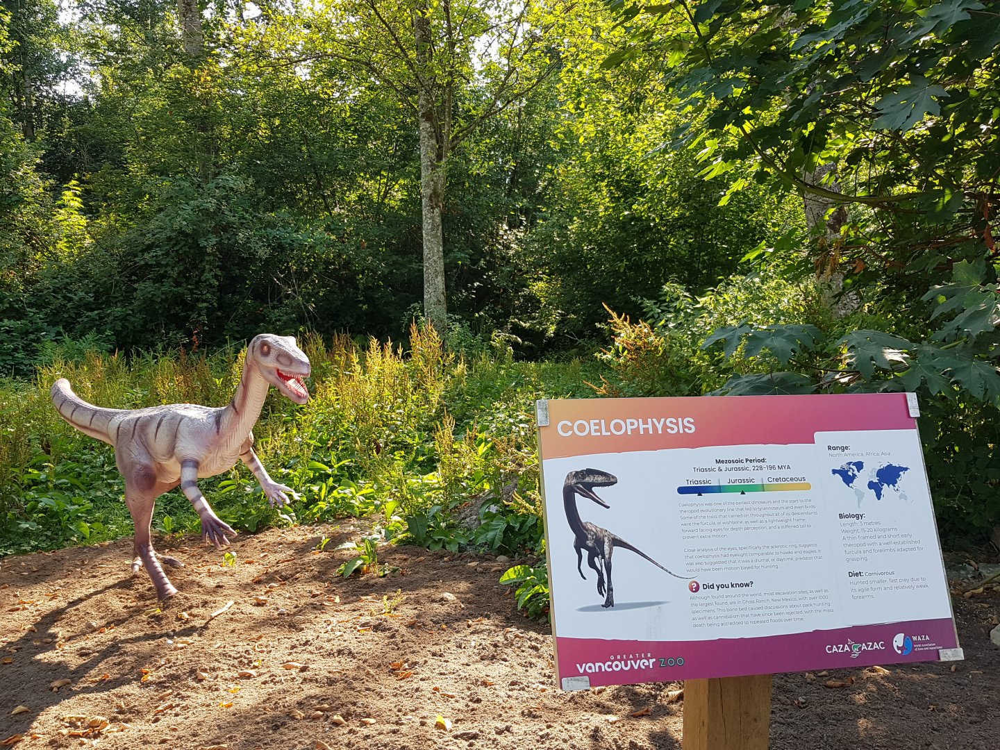 Coelophysis Display
