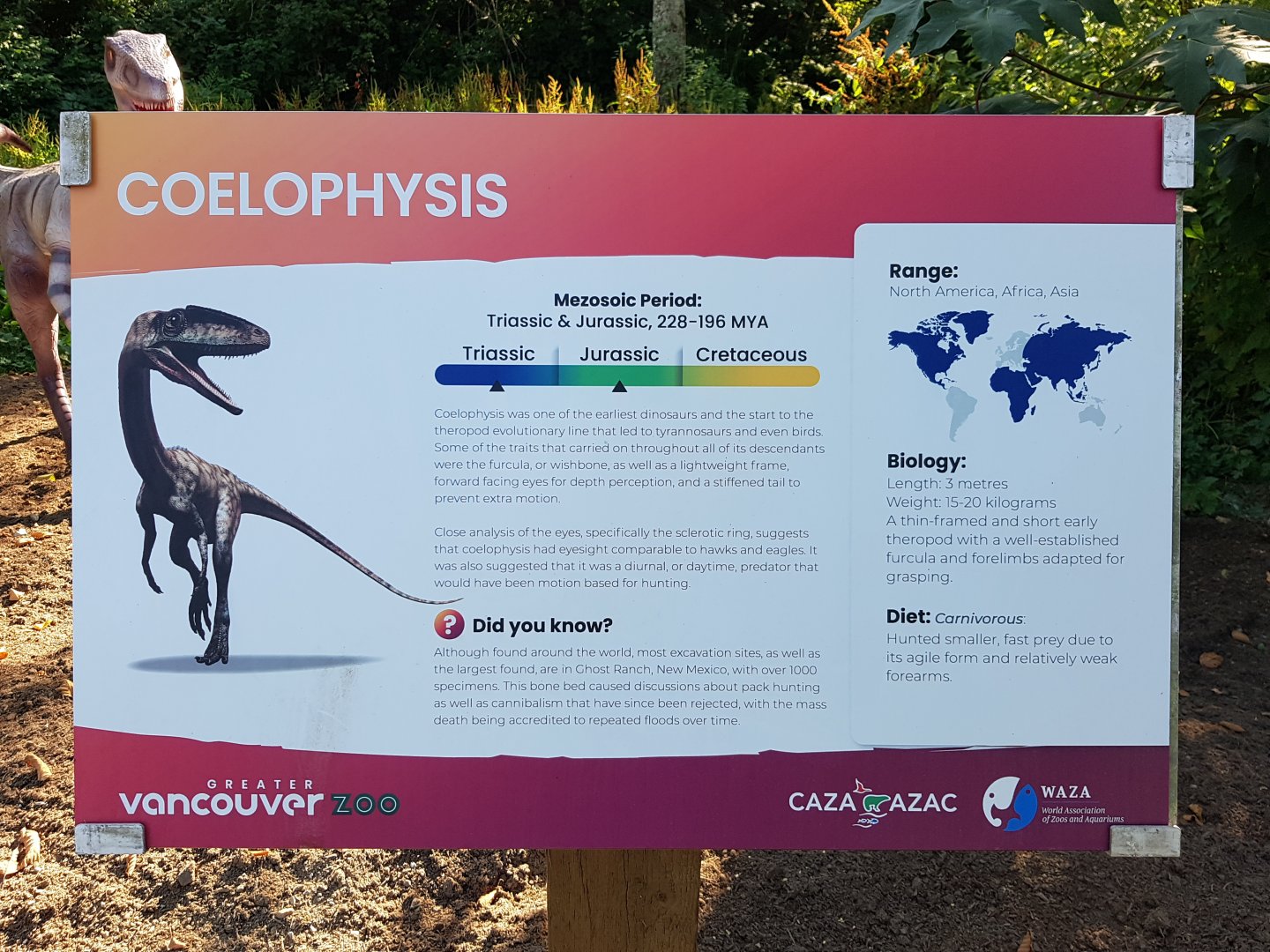 Coelophysis Sign