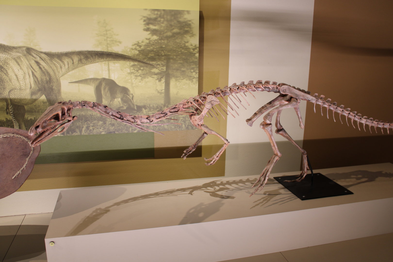 Coelophysis Skeleton (C. bauri)