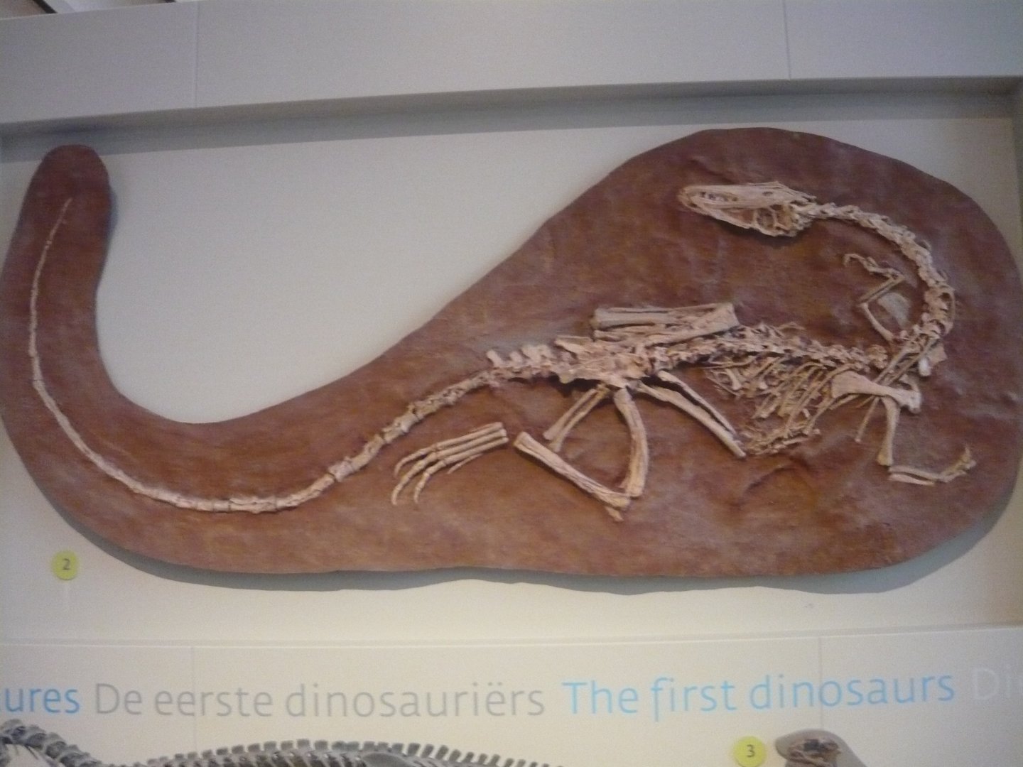 Coelophysis skeleton