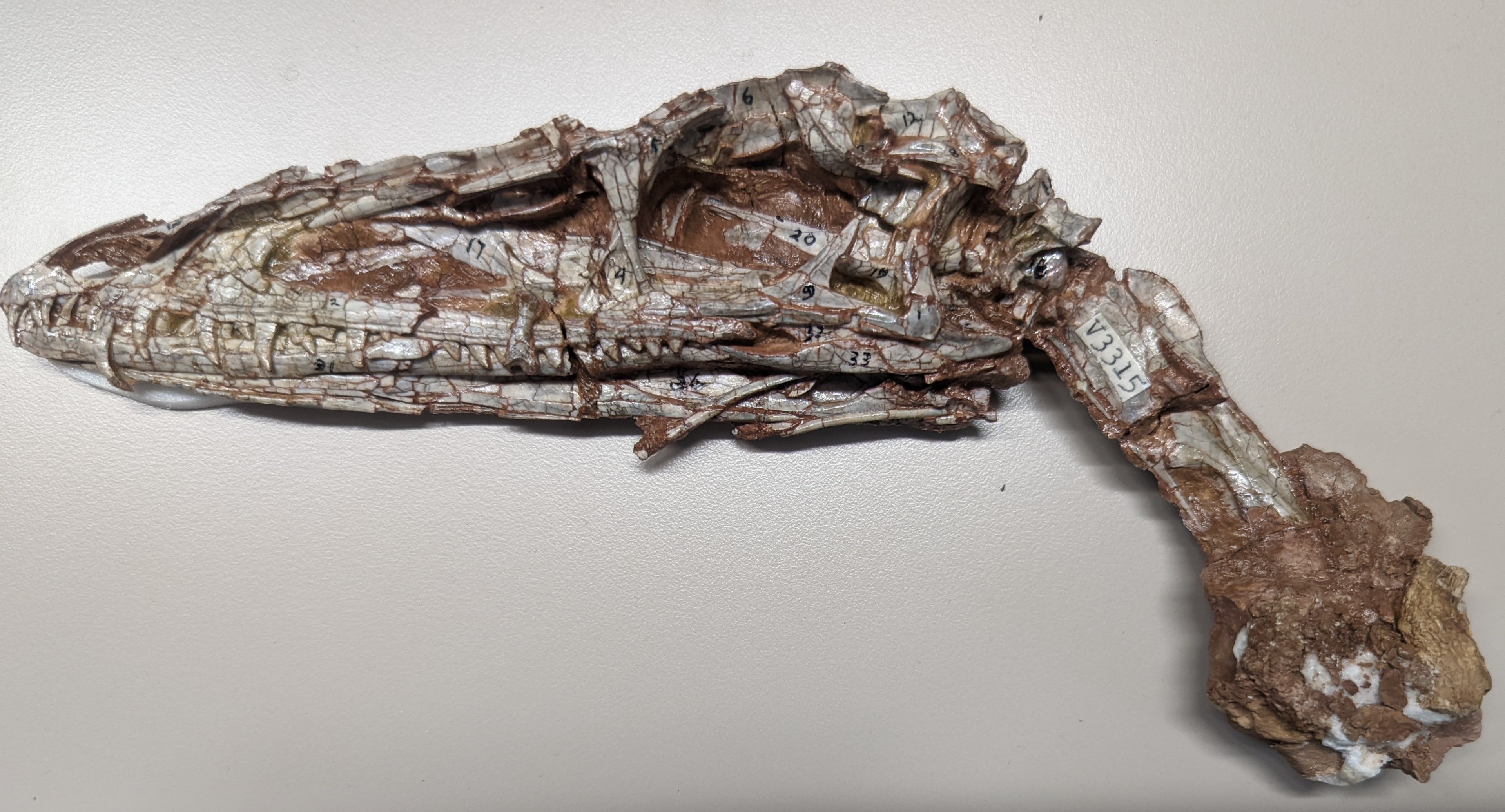 Coelophysis sp. skull and neck vertebrae