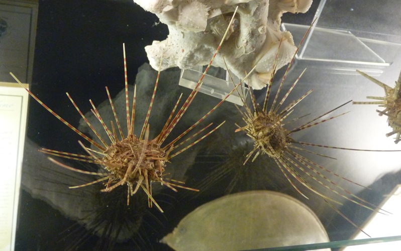 Coelopleurus sp, probably Coleopleurus maillardi?