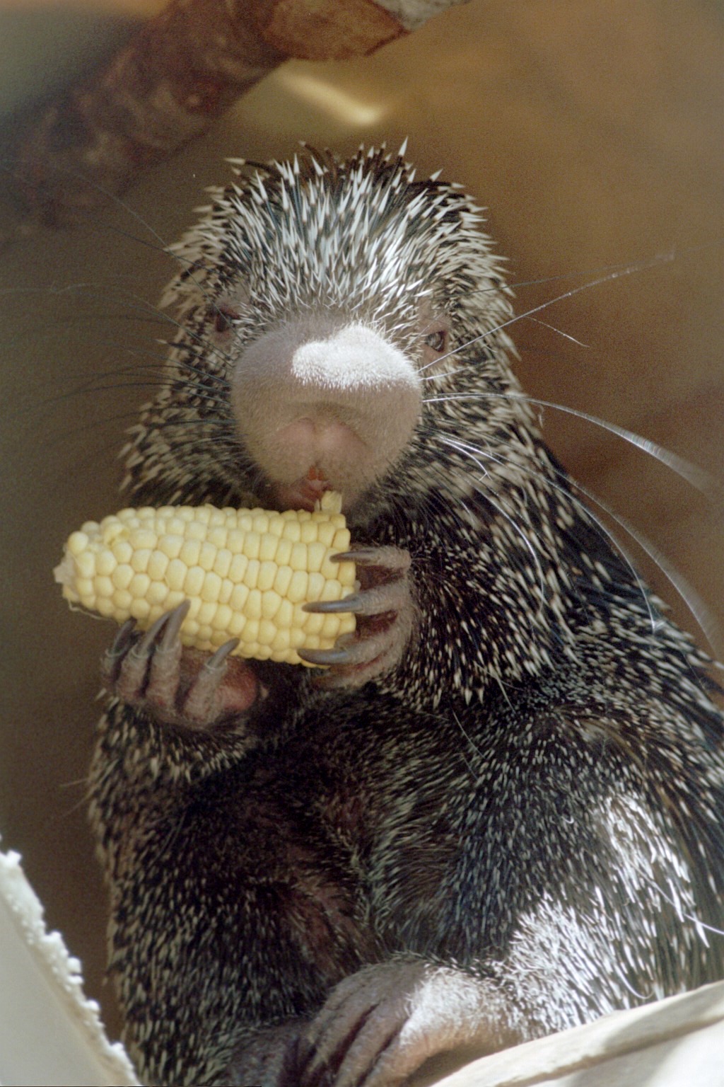 Coendou and Corn-on-the-Cob
