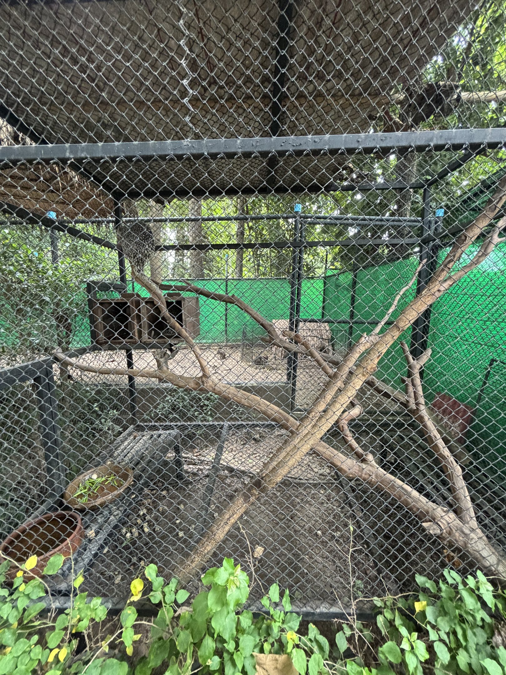 Coendou Exhibit - Lanna Mini Zoo