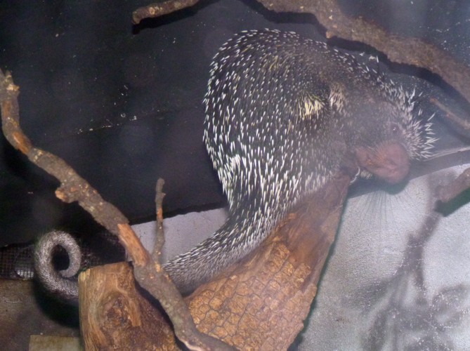 Coendou Prehensilis (22-7-17 Faunia)