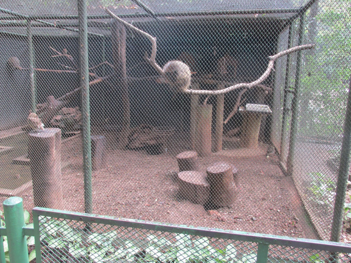 coendu porcupines and burrowing owls