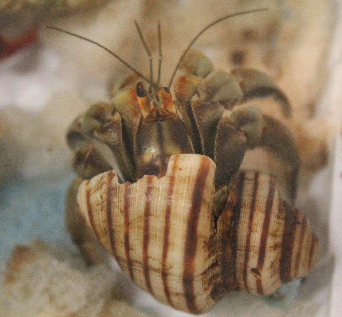 Coenobita clypeatus