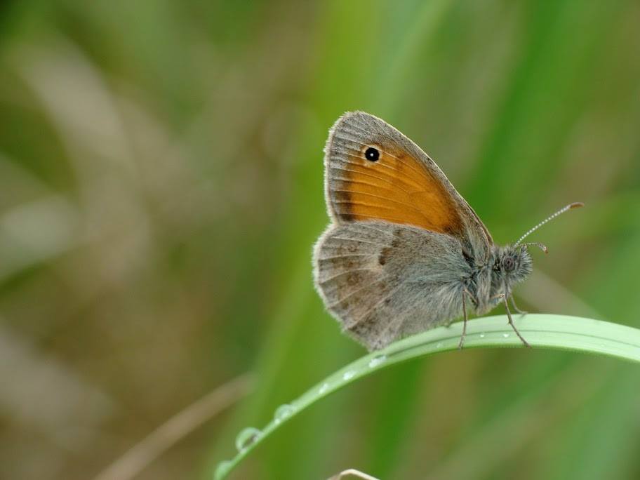 Coenonympha pamphilus