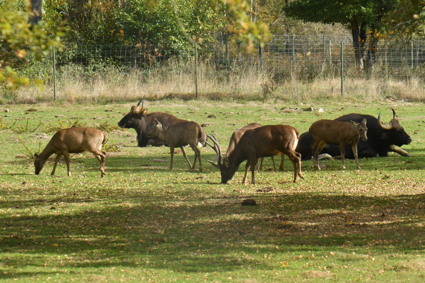 Cohabitation between sambar deer and gaur