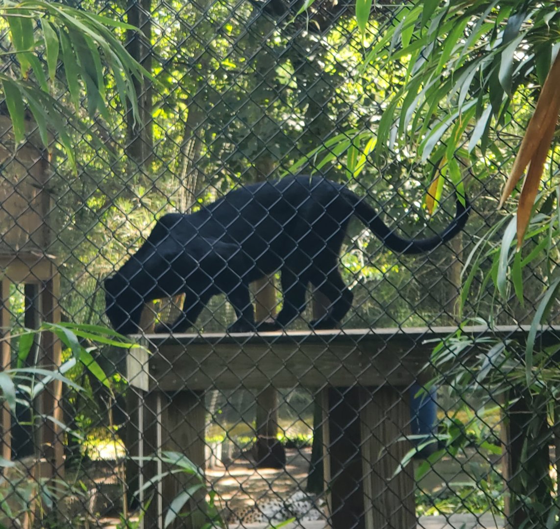 Cohanzick Zoo (2022) - Black Leopard