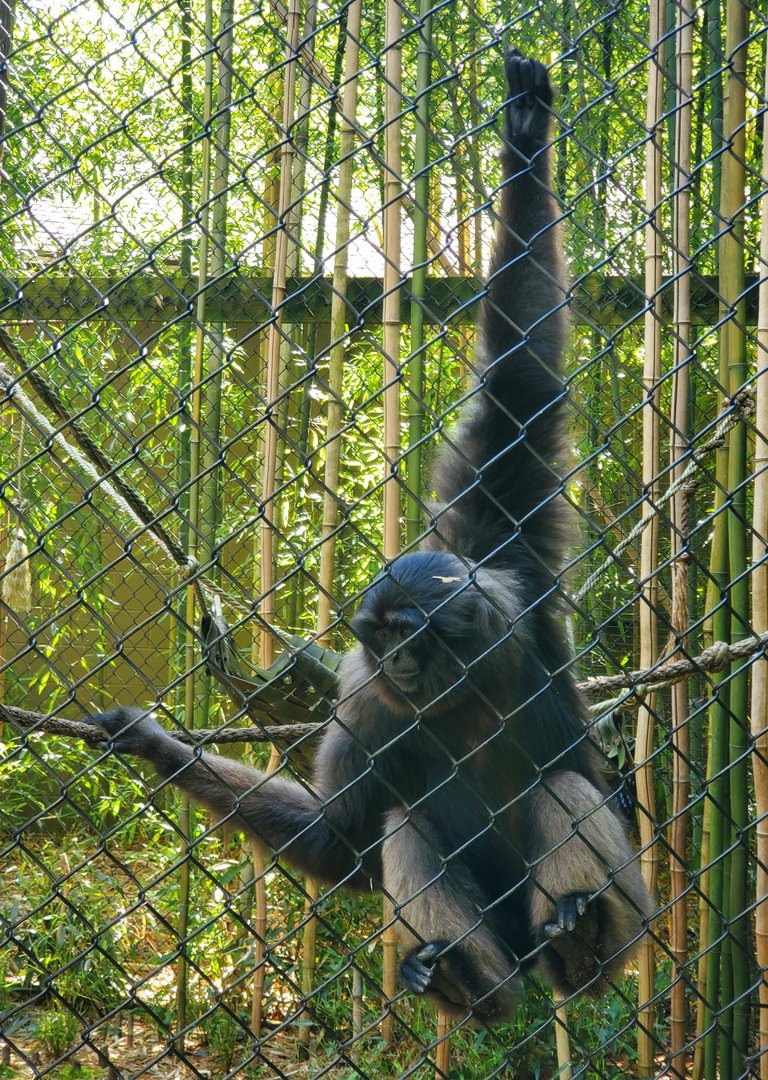 Cohanzick Zoo (2022) - Muller's Gray Gibbon
