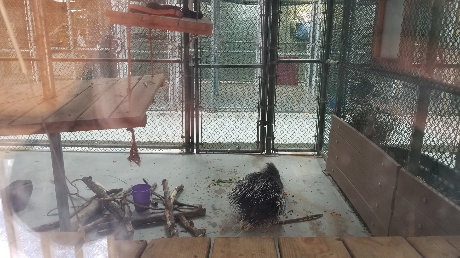 Cohanzick Zoo - African crested porcupine