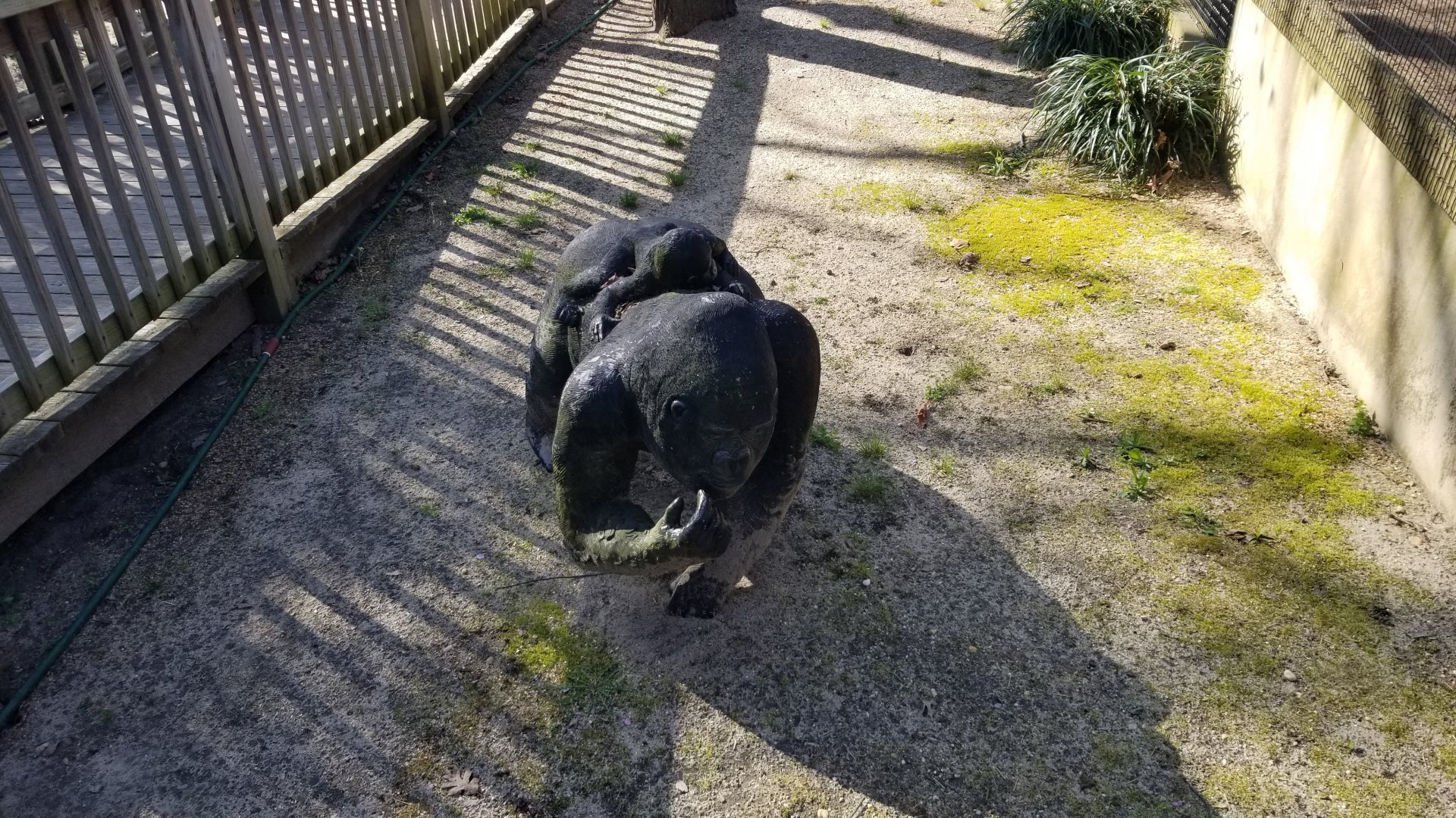 Cohanzick Zoo - Another gorilla statue