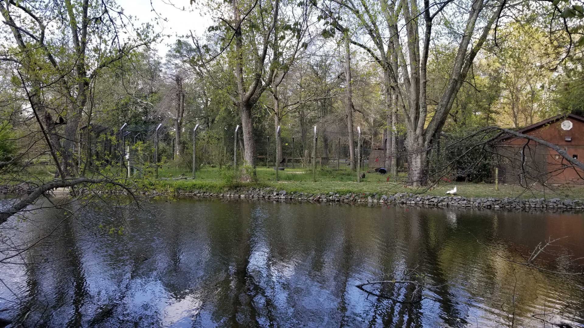 Cohanzick Zoo - Asiatic black bear