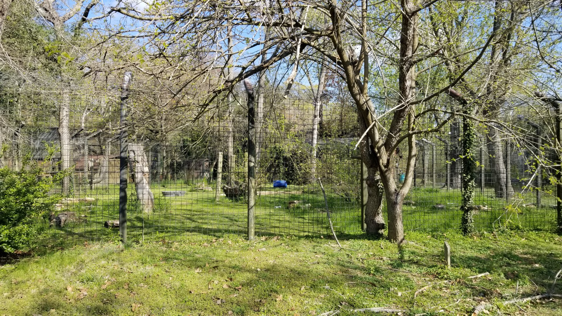 Cohanzick Zoo - Asiatic black bear