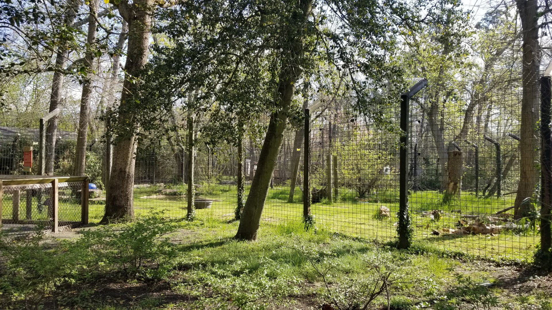 Cohanzick Zoo - Asiatic black bear